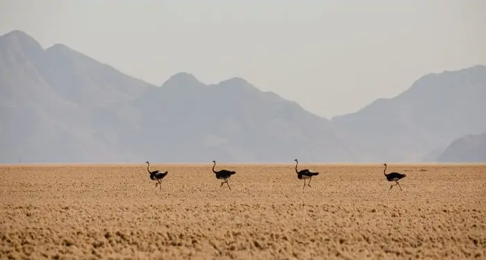 Herd of ostrich running through the NamibRand