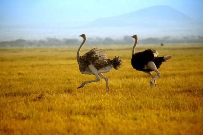Ostrich running in Amboseli National Park