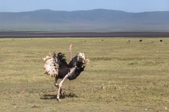 Ostrich on the run on a Tanzanian safari
