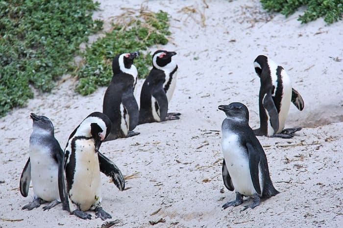 Penguin colony in Simonstown, Cape Peninsula