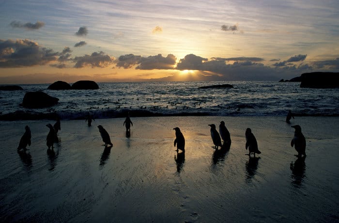 Penguin silhouettes at dawn