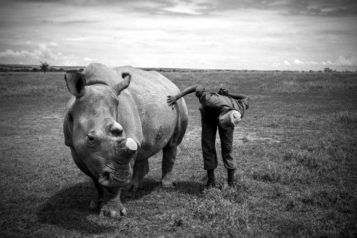 Northern white rhino and his keeper at Ol Pejeta