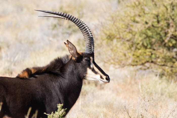 Majestic sable antelope in its natural habitat, on a bright sunny day