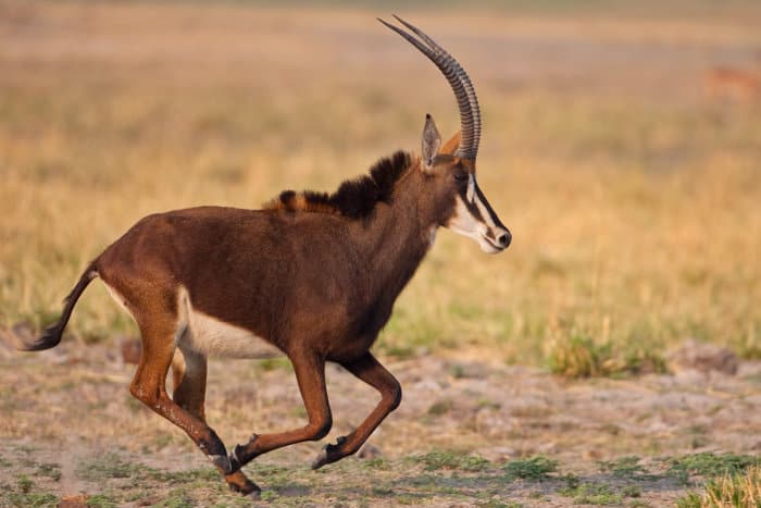 Sable antelope running. They can reach top speeds of 57 km/h.
