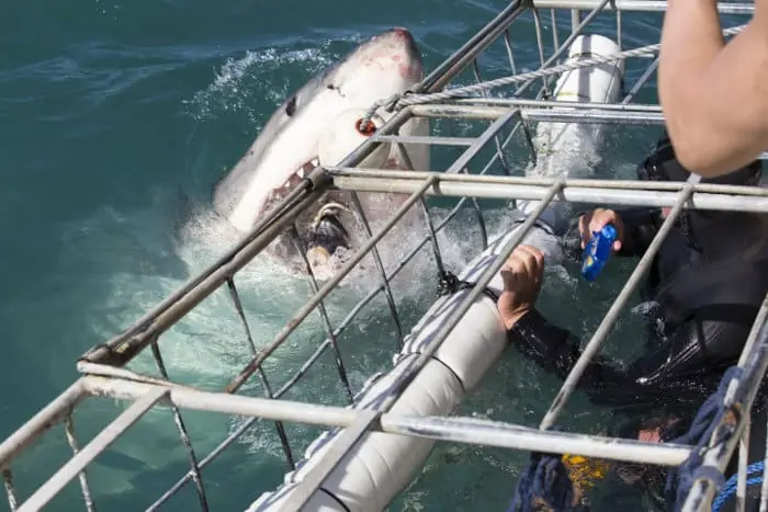 Great white shark getting up close to the cage in Gansbaai