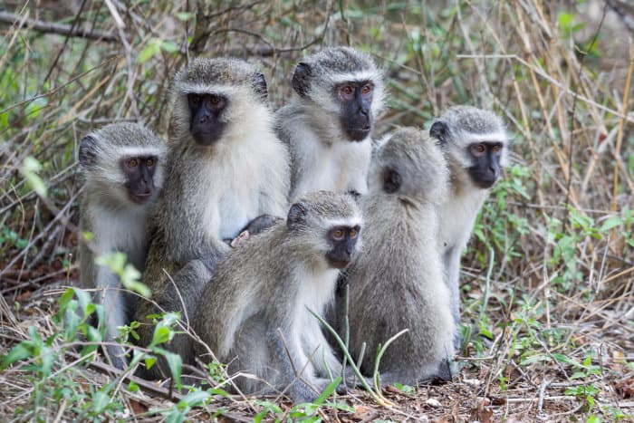 Vervet monkey family portrait