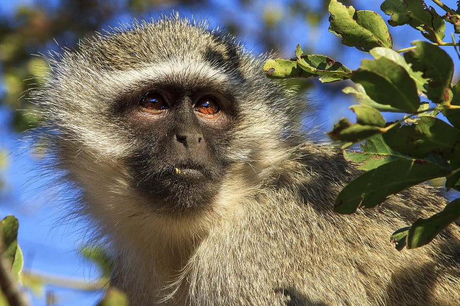 Close-up vervet monkey portrait
