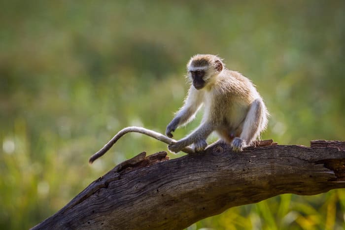 Young vervet monkey in Kruger park, holding its tail almost as if it was a 
