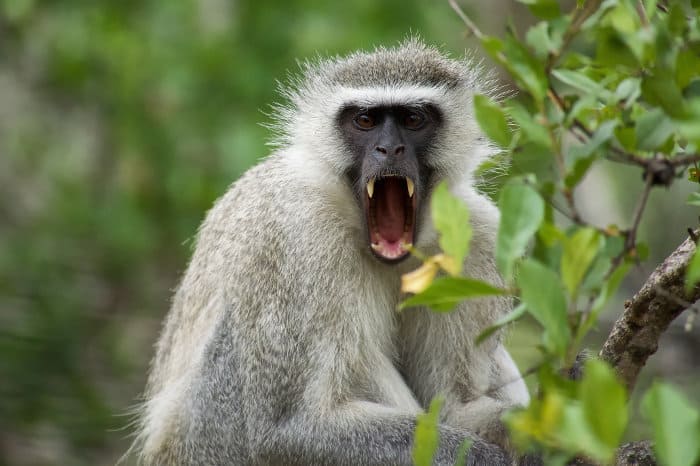 Vervet monkey showing off its teeth