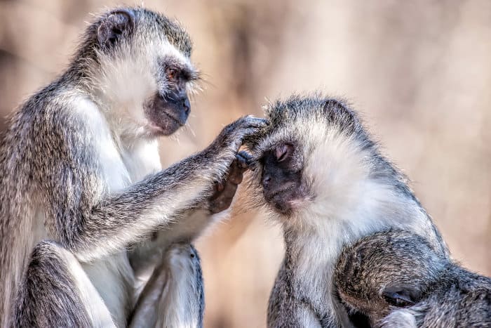 Grooming is a very important part of a vervet monkey’s day and they groom for several hours every day