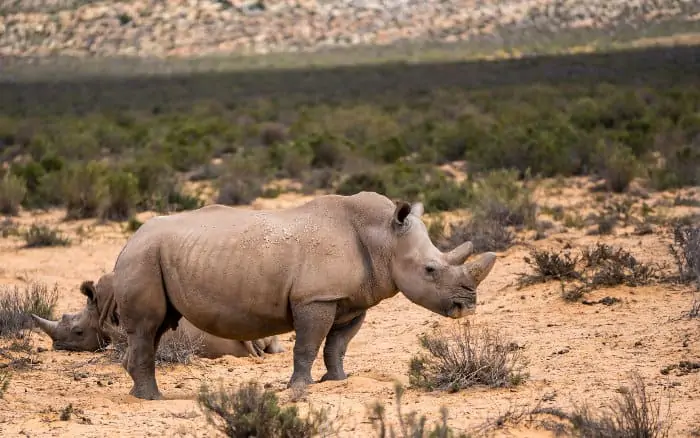 White rhinos in Aquila Private Game Reserve