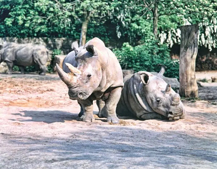 White rhinos in captivity