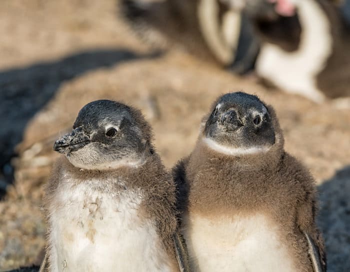 Young African penguins sticking together while their parents are away