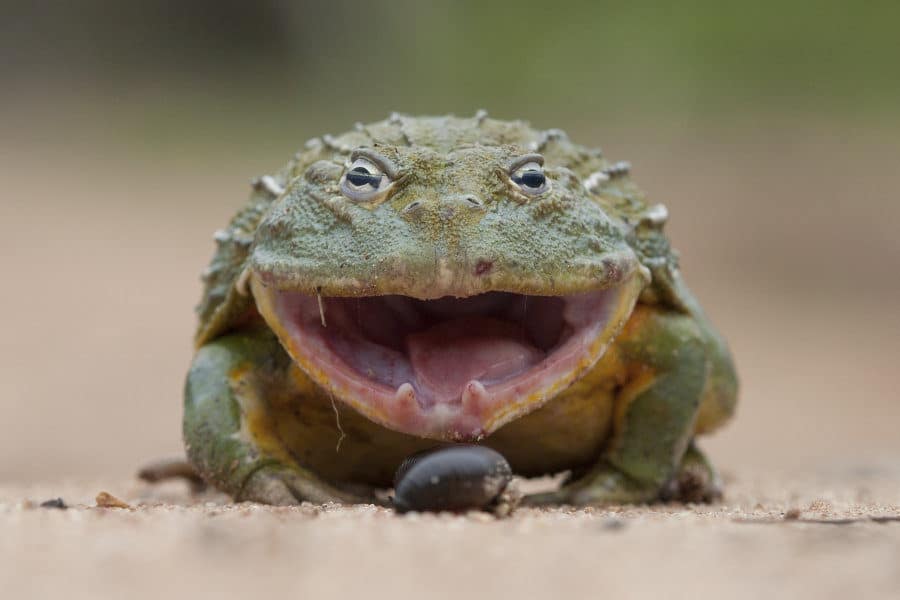 African bullfrog with mouth wide open, appearing to "smile"
