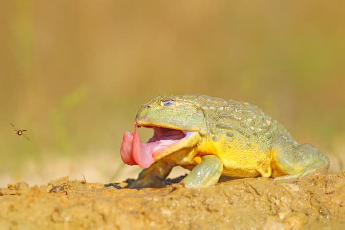 African bullfrog with tongue sticking out, trying to catch a wasp