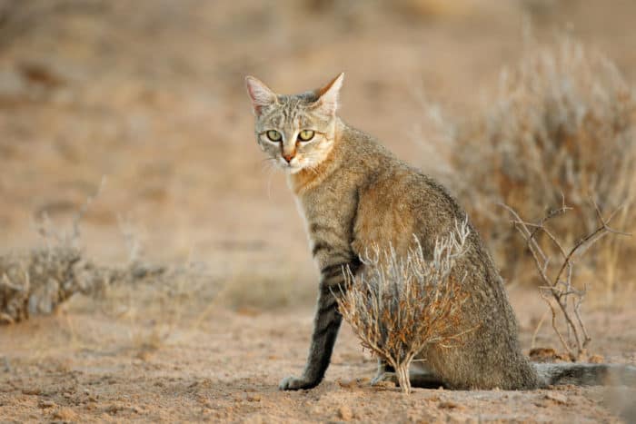 Serval Cat - Speed, Habitat & Diet of Africa’s Wildest Cat