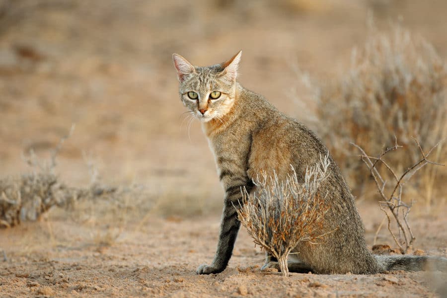 African wildcat in the Kalahari desert, South Africa
