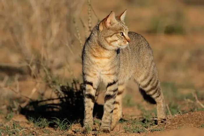 An African wildcat photographed in South Africa
