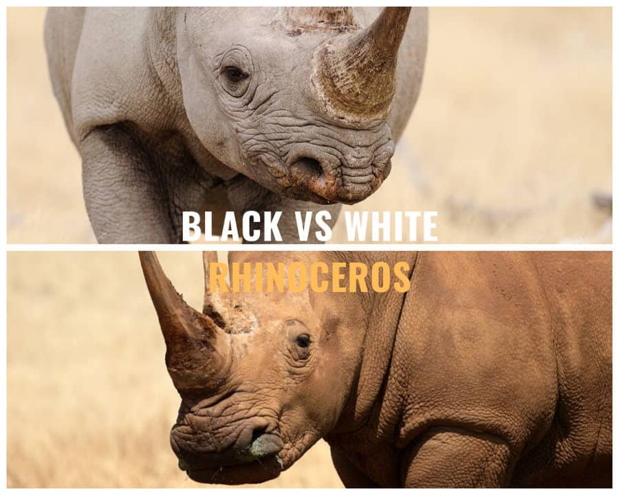 Black vs white rhinoceros