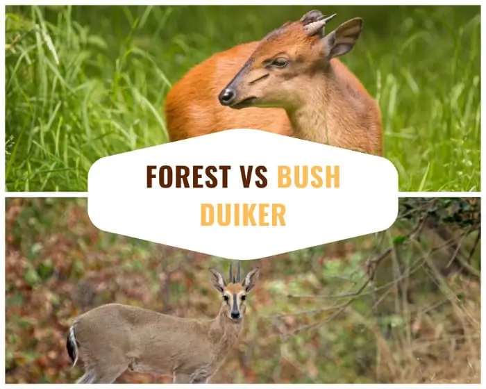 Red forest duiker vs bush (or common) duiker