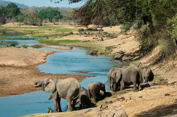 Elephants quench their thirst in the Great Ruaha River, in Tanzania