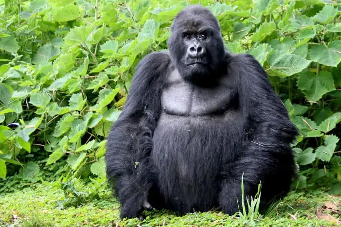 Guhonda, the oldest silverback gorilla in Rwanda