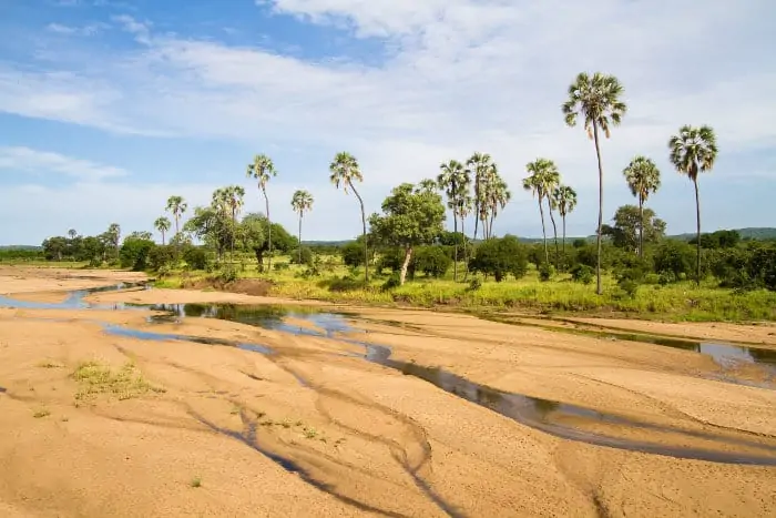 Riverbed dotted with palm trees in Ruaha National Park