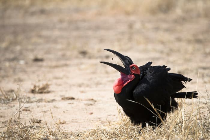 Southern ground hornbill about to swallow an insect, Ruaha