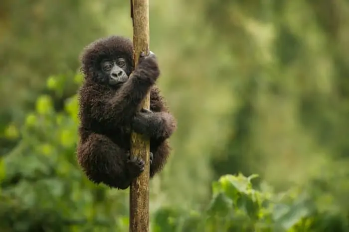 Baby mountain gorilla holding firmly onto a branch