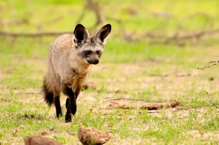 Bat-eared fox looking for food in Ruaha