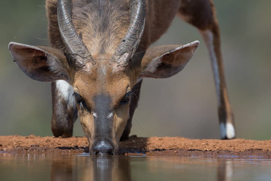 Male bushbuck kneeling down to drink, in Karongwe Game Reserve