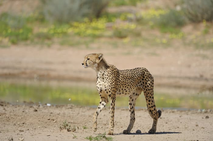 Cautious cheetah approaches a local waterhole in the Kgalagadi Transfrontier Park