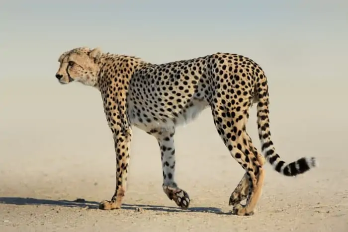 Cheetah in dusty Kgalagadi
