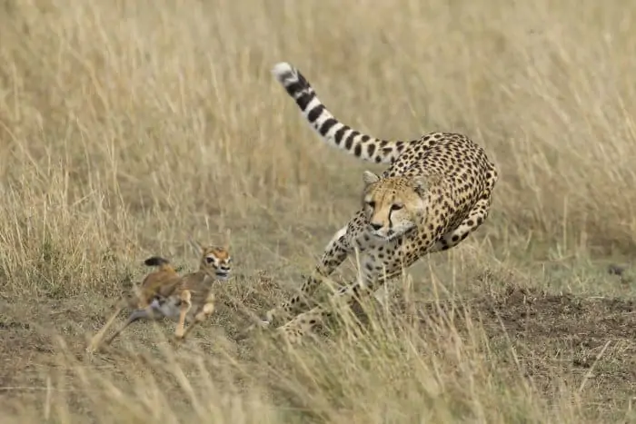 This cheetah uses its tail as a rudder to keep up with a baby Thomson's gazelle