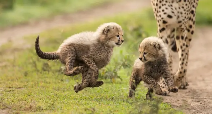 Cheetah cubs having fun, Ndutu area, Tanzania