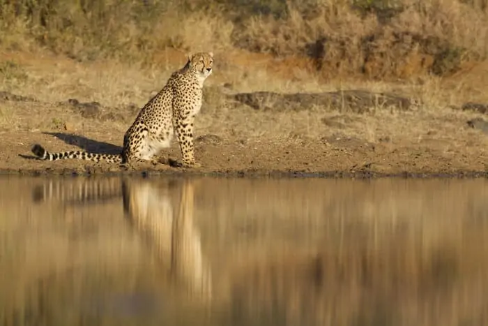 Cheetah reflection in water