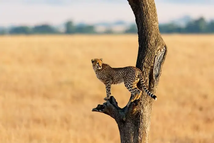 Cheetahs have non-retractable claws, which makes it more difficult to climb obstacles such as trees