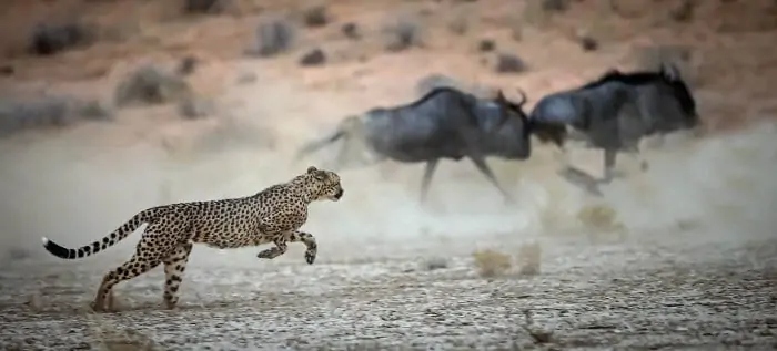 Cheetah going after wildebeest in the Kgalagadi