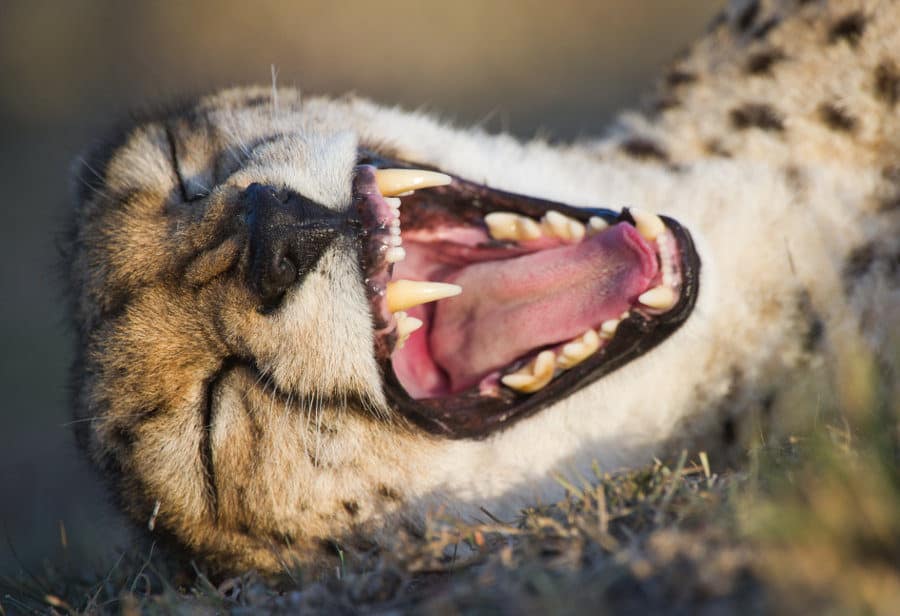 Sleepy cheetah yawns deeply, showing off its large teeth