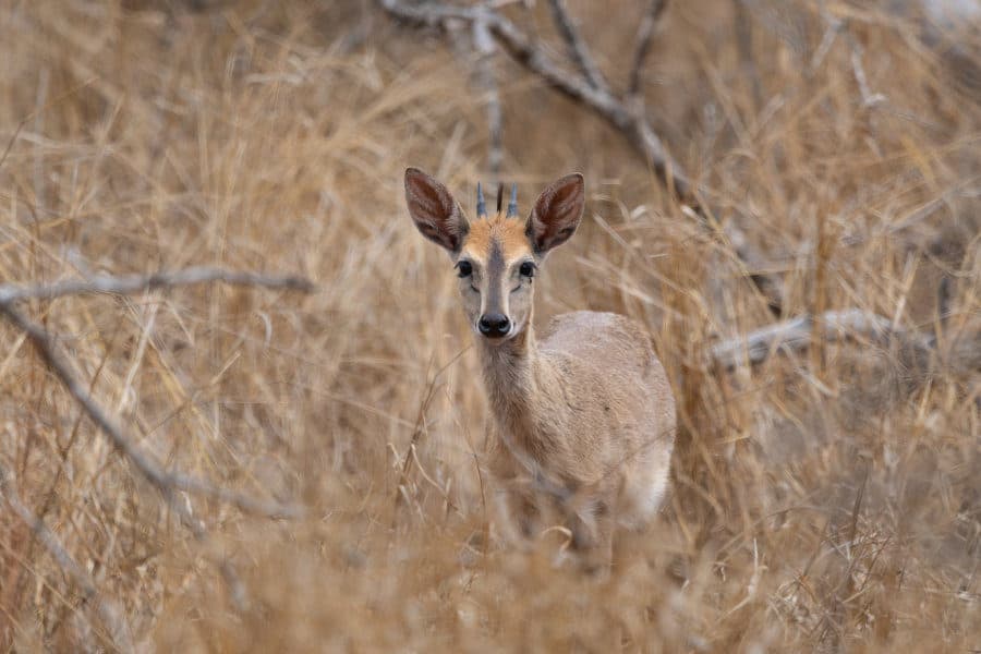 Common duiker, also known as the grey or bush duiker, hides in long grass (Kruger)