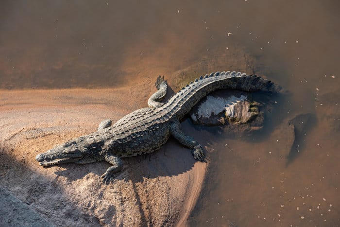 Bird's eye view of a crocodile resting on a rock, in the Ruaha river