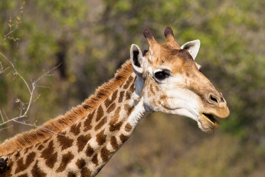 21 Fun Facts About Giraffes - Interesting & Funny Things to Know
