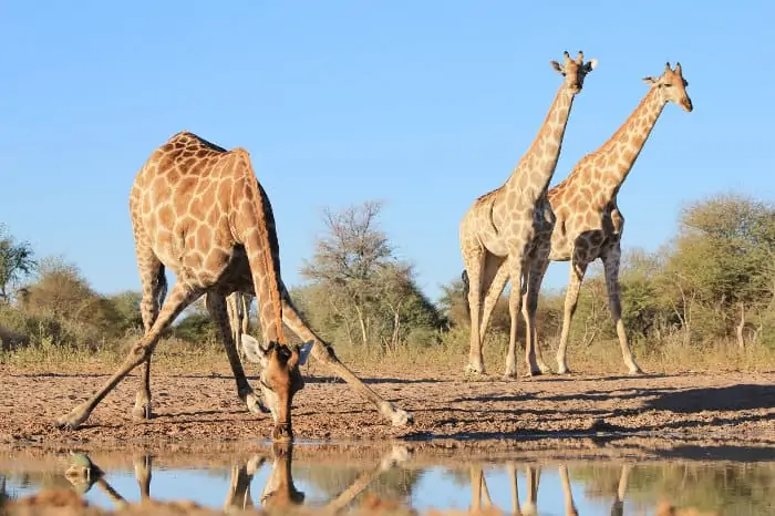 Giraffe are most vulnerable to predators - especially lions - when they need to drink