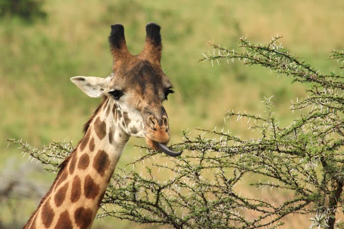 Giraffe sticking its tongue out to reach Acacia leaves