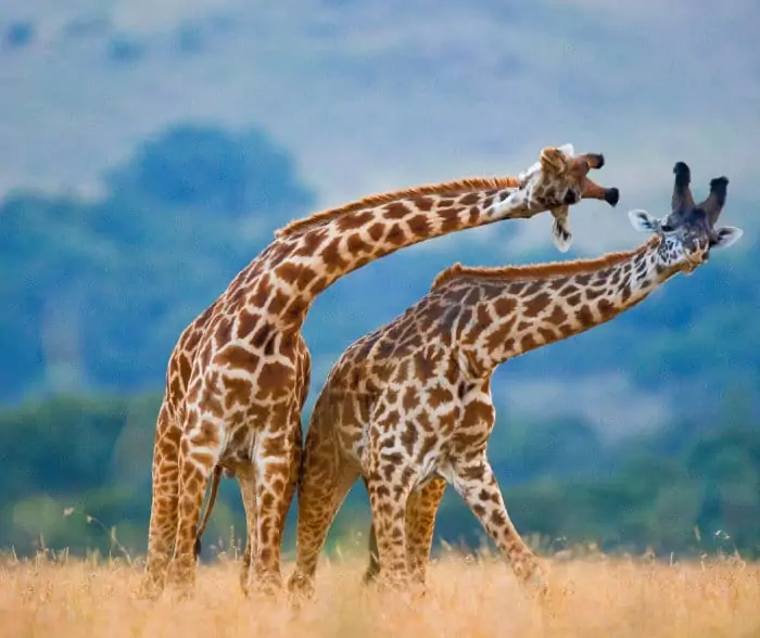 Adult male giraffes use their ossicones as formidable weapons to outlast rivals