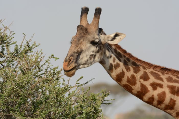 Giraffe are exceptional pollinators to many plant species