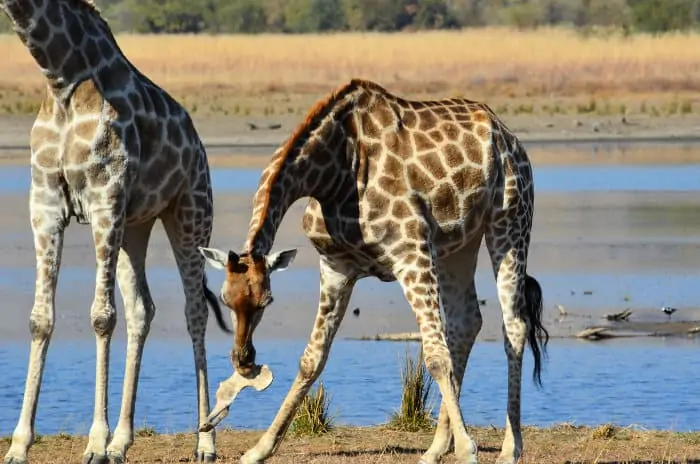 Giraffes sometimes nibble on bones as a calcium supplement