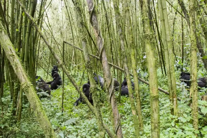 Group of mountain gorillas in a bamboo forest, Volcanoes National Park, Rwanda