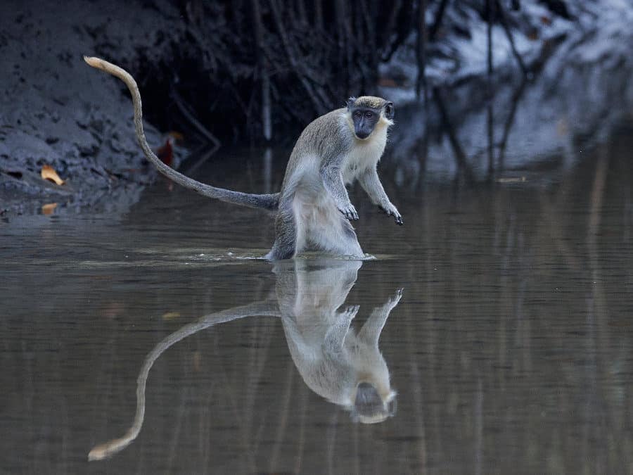 Green monkey with water reflection, The Gambia