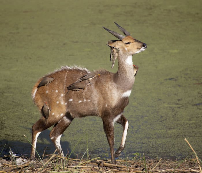Happy bushbuck, covered in red-billed oxpeckers